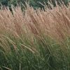 Calamagrostis Karl Forester